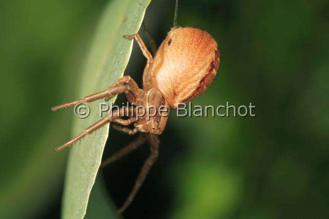 Thomisidae_xysticus-3.JPG - France, Araneae, Thomisidae, Araignée-crabe (Xysticus sp), Crab spider